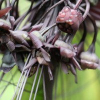 Tacca chantrieri André